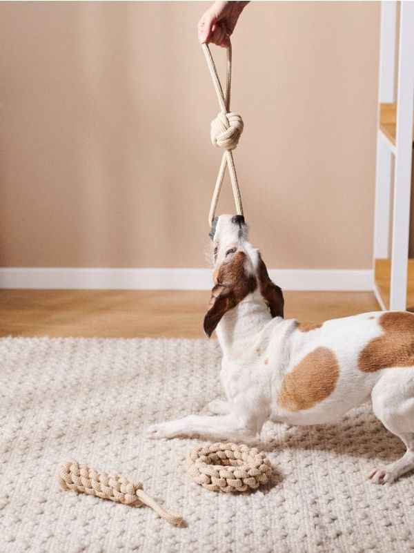 Sinsay Sinsay - Igračka za psa - BEŽ