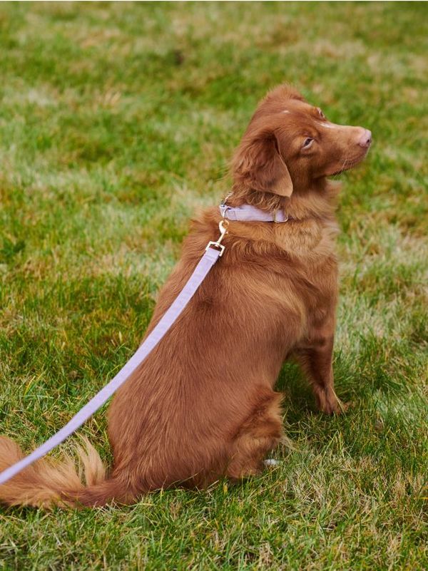 Sinsay Sinsay - Povodac za pse - lavanda