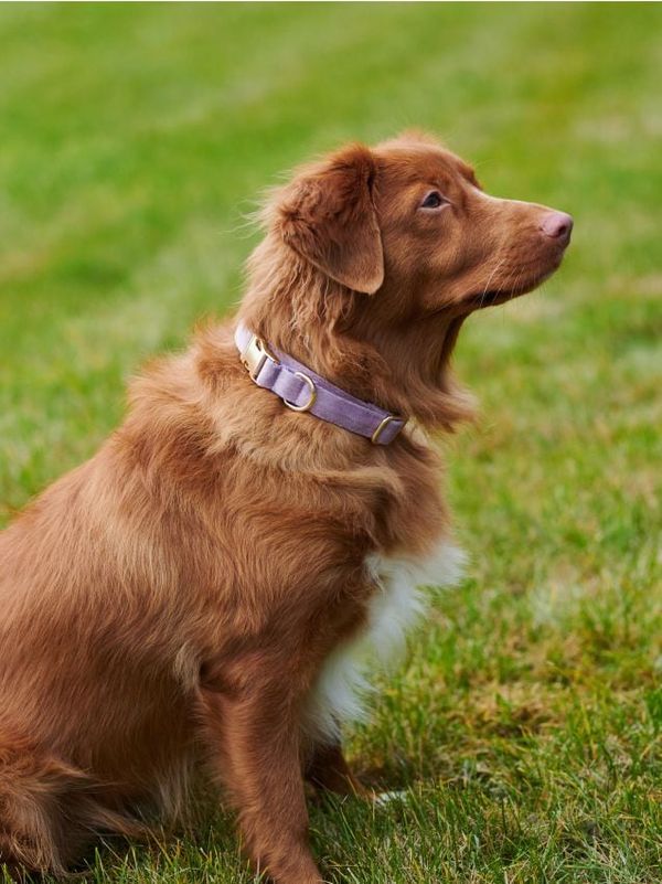 Sinsay Sinsay - Pribora za kućnog ljubimca - lavanda