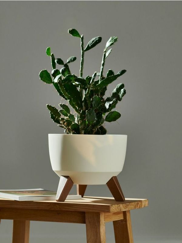 Sinsay Sinsay - Saksija - krem