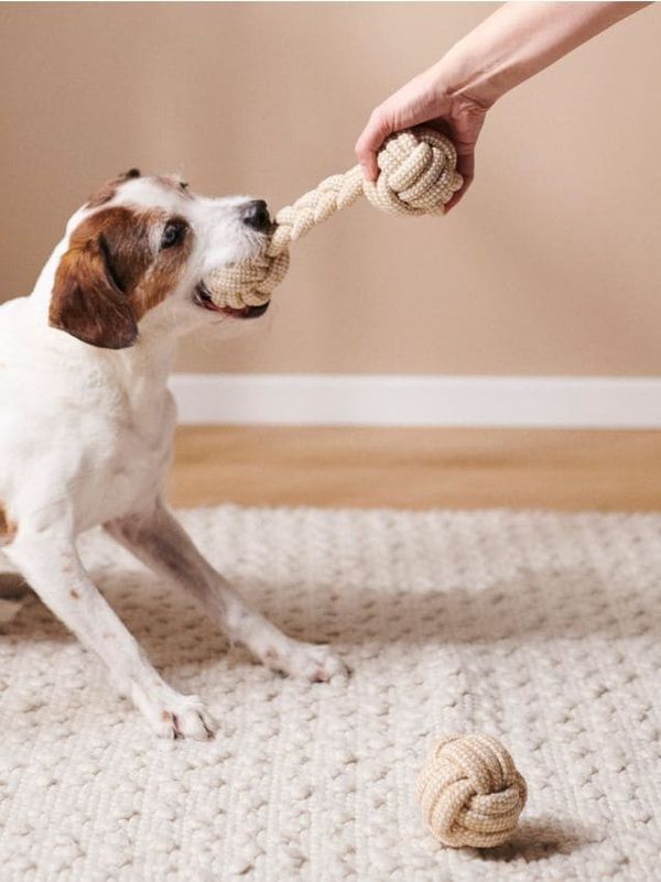 Sinsay Sinsay - Set igračaka za kućne ljubimce - BEŽ